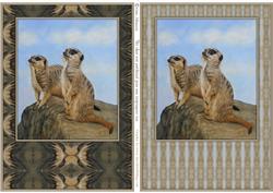 Meecats Card Fronts