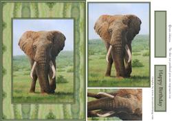 Elephant Card Front