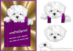 Crafty Dog