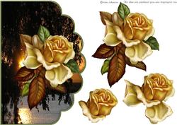Sunset Rose