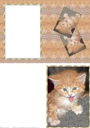 Wet Cat - Print & Fold