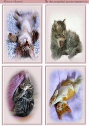Sleepy Cat's