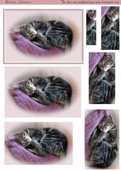 Sleepy Cat 3