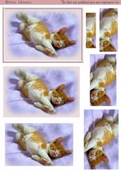 Sleepy Cat 4