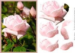 My Rose