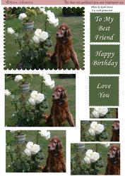 Irish Setter