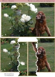Irish Setter - Side Stacker