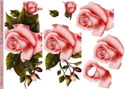 Pink Rose Part 2