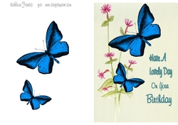 Birthday  Butterfly