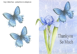 Thankyou, Blue Iris