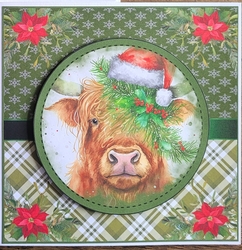 Highland christmas cow