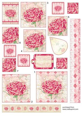 Pink Carnation