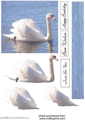 Graceful Swan on Lake
