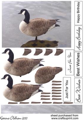 Goose Standing in Rain