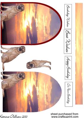 Dog in Front of Arched Background 3