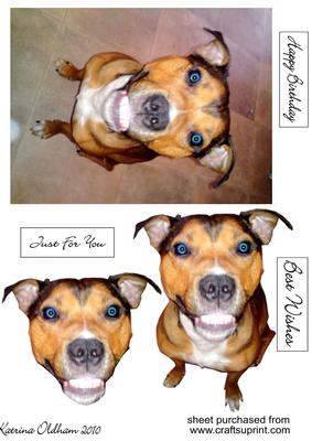 Staffordshire Bull Terrier