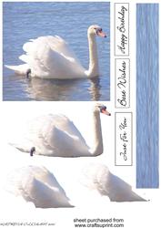 Graceful Swan on Lake