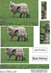 Just for Ewe 2