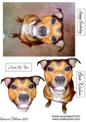 Staffordshire Bull Terrier