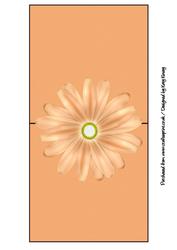 Peach Daisy Over the Edge Card