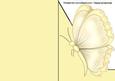 Yellow Butterfly A5 Shaped Front Print and Fold Card