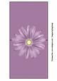 Lilac Daisy Over the Edge Card