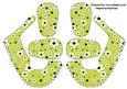 3D Baby Shoes in Daisy Daisy in Lime Green