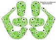 3D Baby Shoes in Daisy Daisy in Green