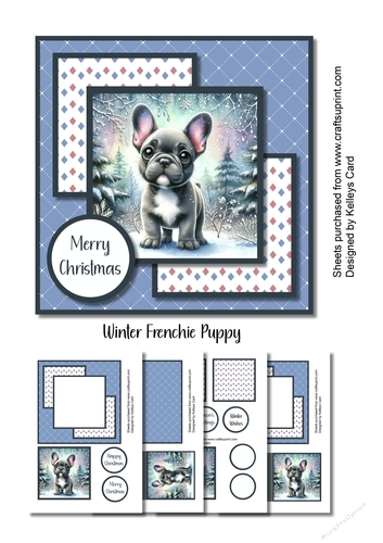 Winter Frenchie Puppy