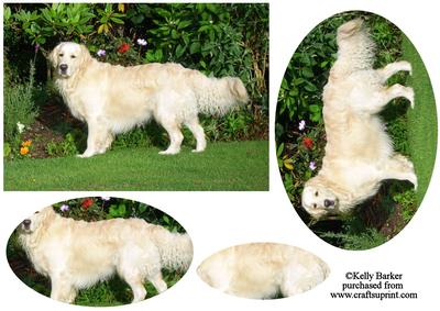 Golden Retriever Dog in the Garden Pyramid