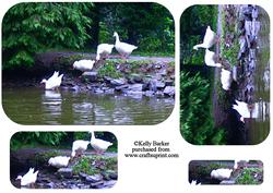 Ducks Going for a Swim Pyramage