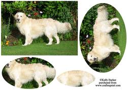 Golden Retriever Dog in the Garden Pyramid