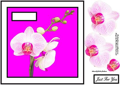 An Orchid Just for You