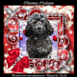 Christmas Cockapoo