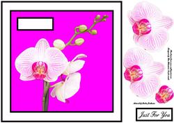 An Orchid Just for You