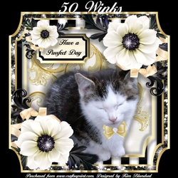 50 Winks