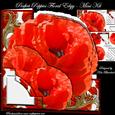 Perfect Poppies Floral Edgy - Mini Kit