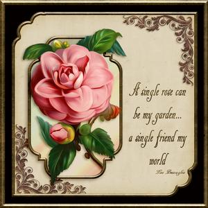 A Single Rose -