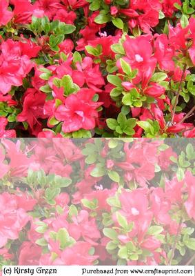Duel - Colourful Flowers 1 Backing Paper