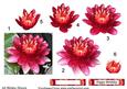 Water Lily Flower Decoupage with Matching Tags