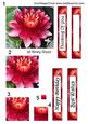 Water Lily Flower Stacker with Matching Tags