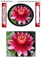 2 Water Lily Flower Toppers with Matching Tags