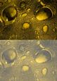 Duel - Glass Bubbles - Gold Backing Paper