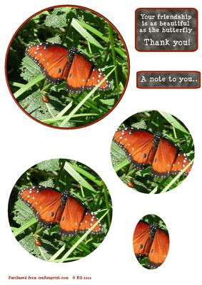 Butterfly and Lady Bug
