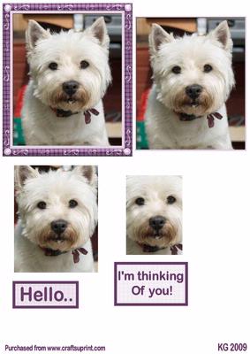 Westie Hello