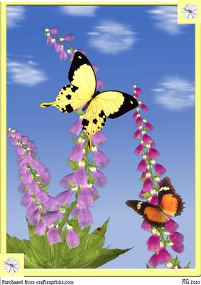 Butterfly Beauty