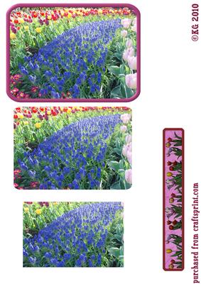 Field of Flowers