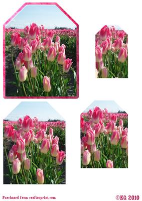 Pretty Pink Tulips