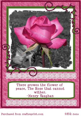 Pink Rose