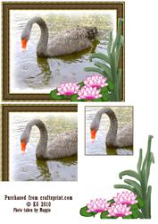 Watercolored Black Swan